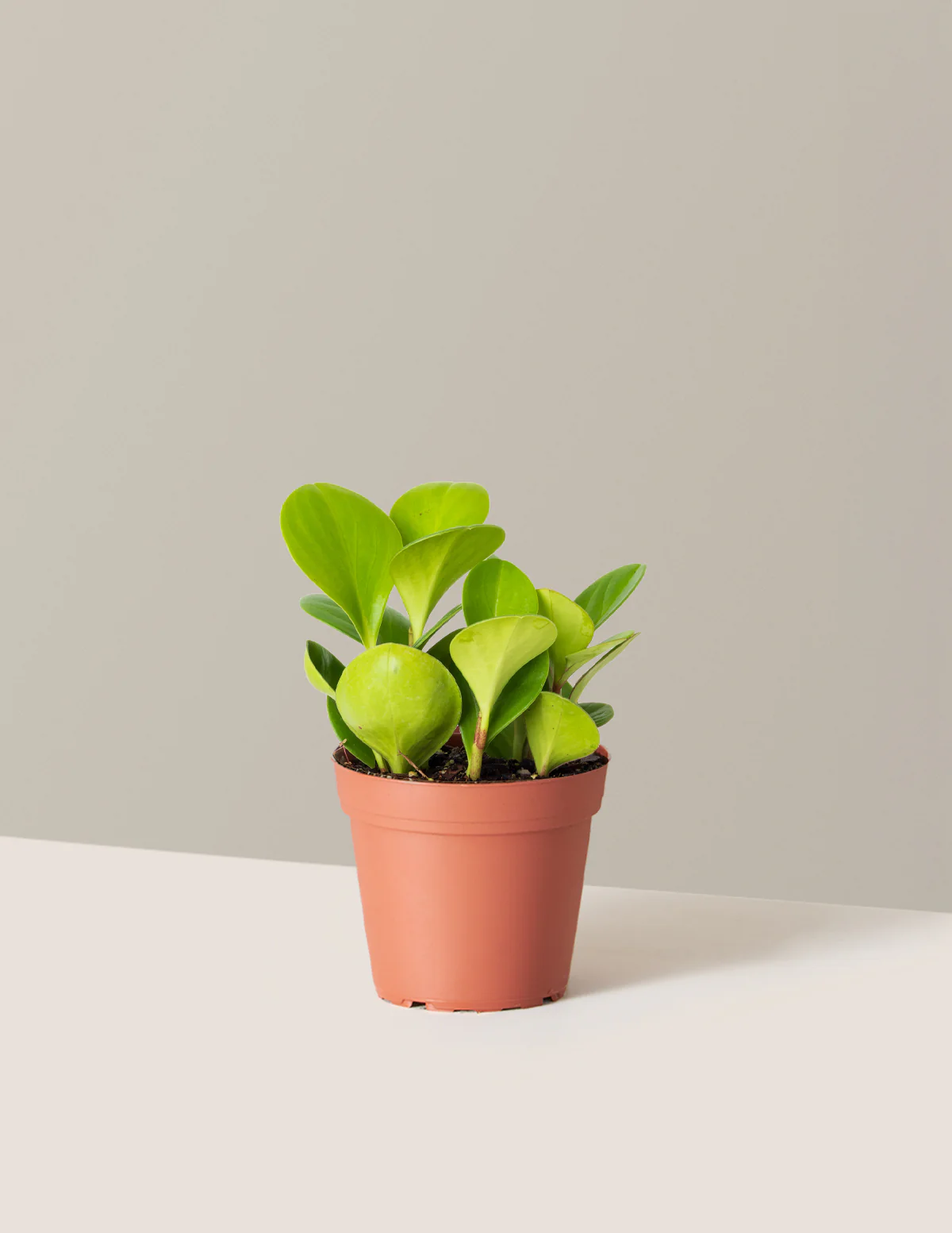 Baby Rubber Plant - Image 37