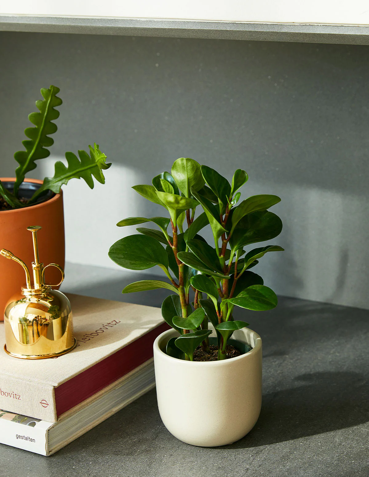 Baby Rubber Plant - Image 4