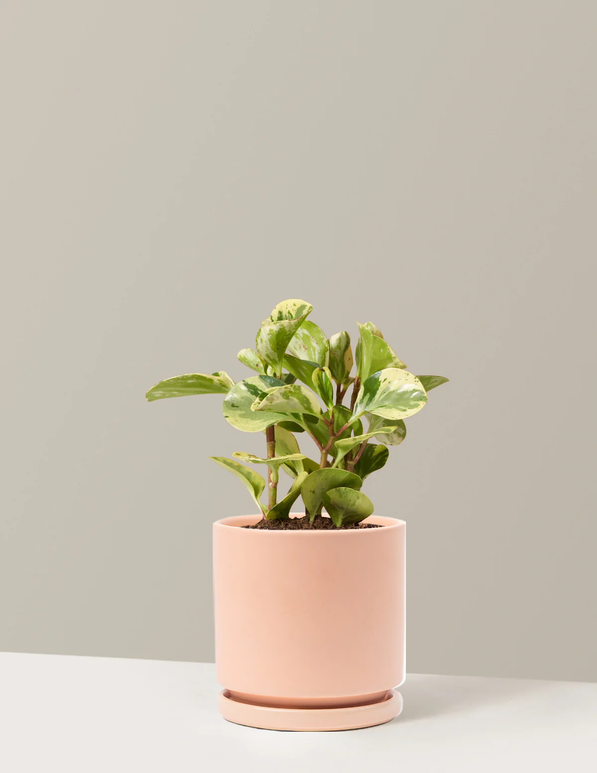 Peperomia Green Gold - Image 10