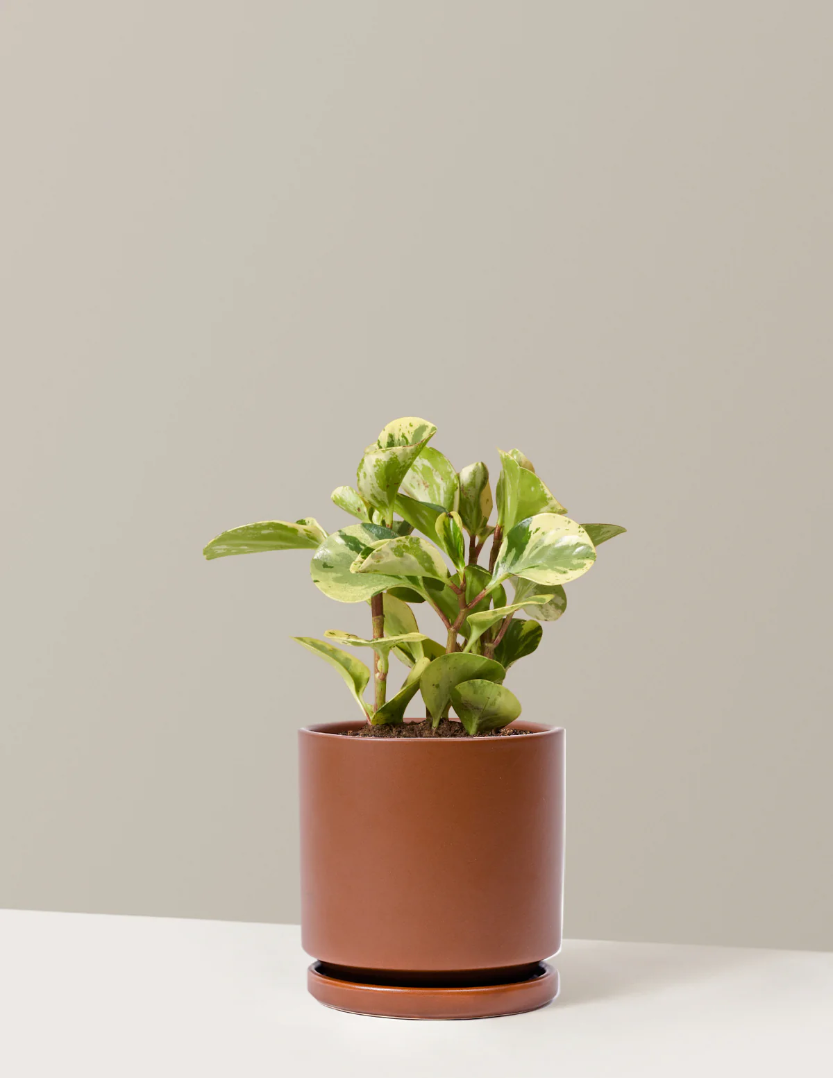 Peperomia Green Gold - Image 11