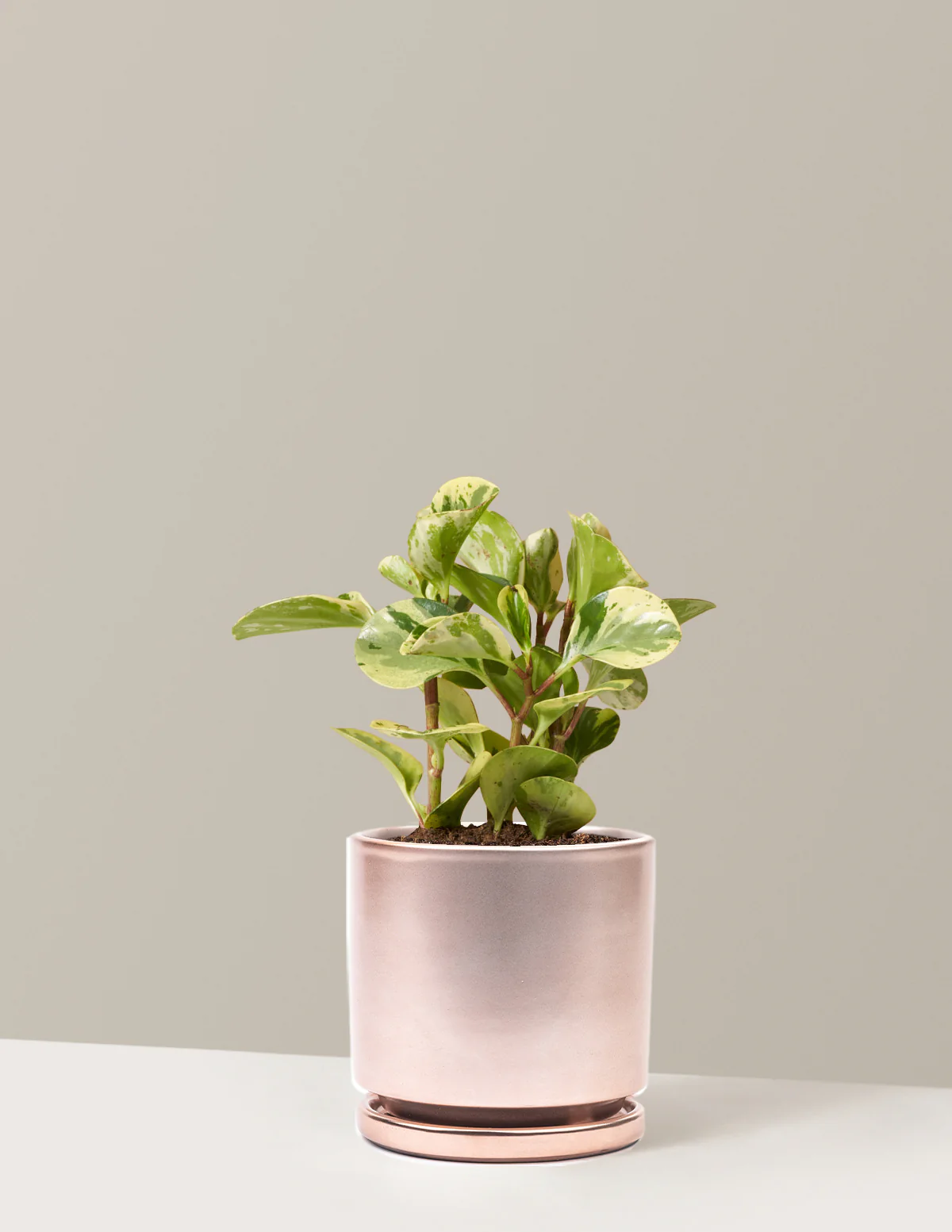 Peperomia Green Gold - Image 12