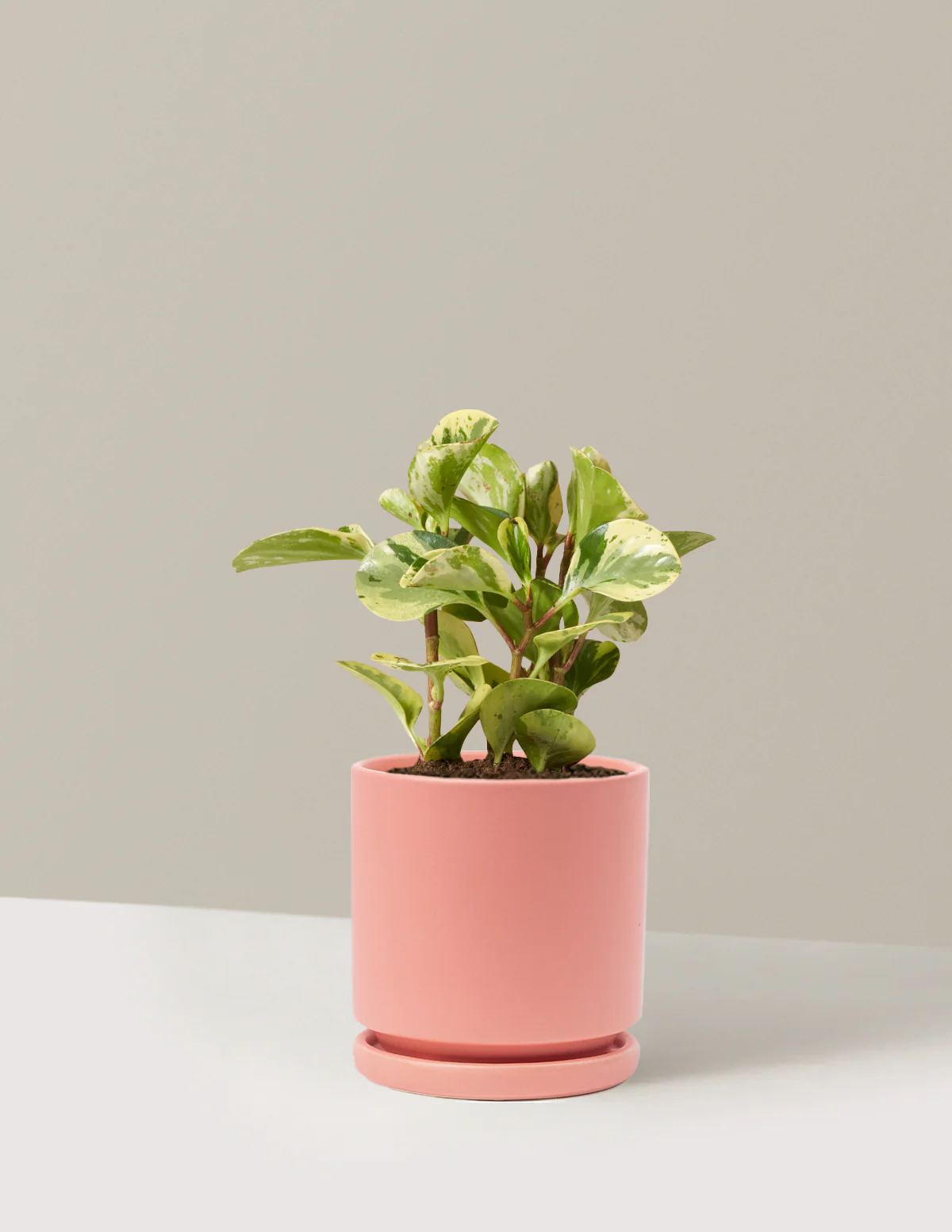 Peperomia Green Gold - Image 14