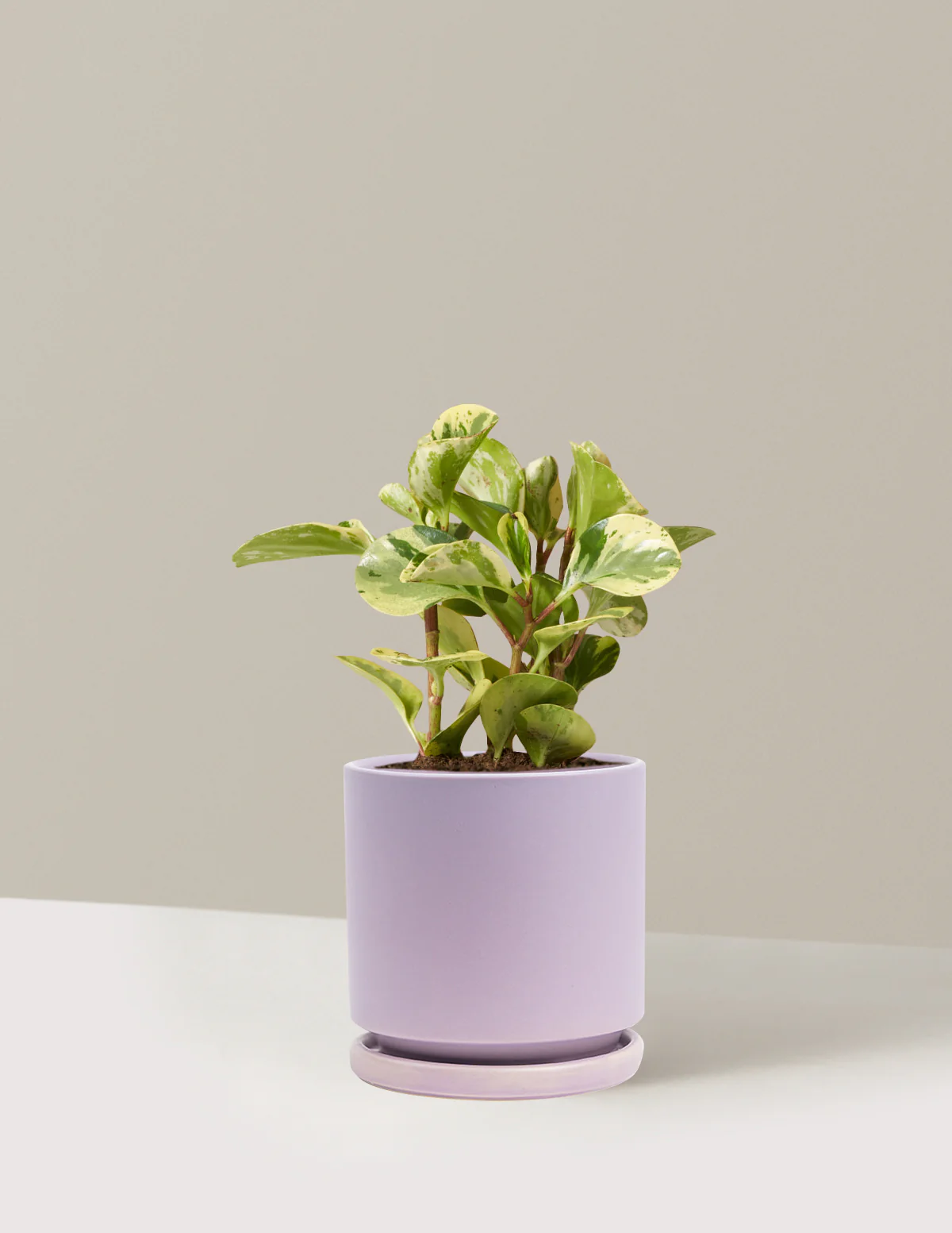 Peperomia Green Gold - Image 15