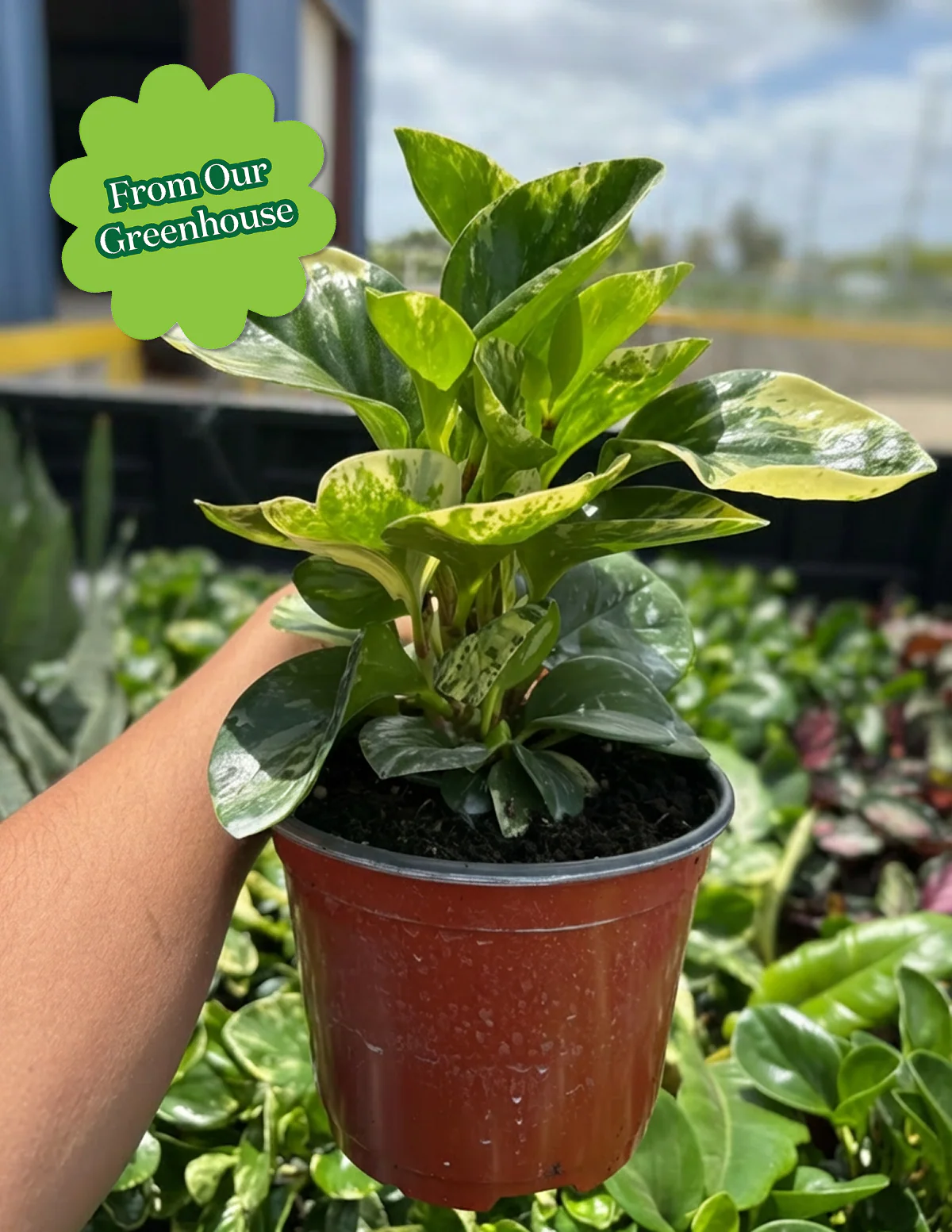 Peperomia Green Gold - Image 3