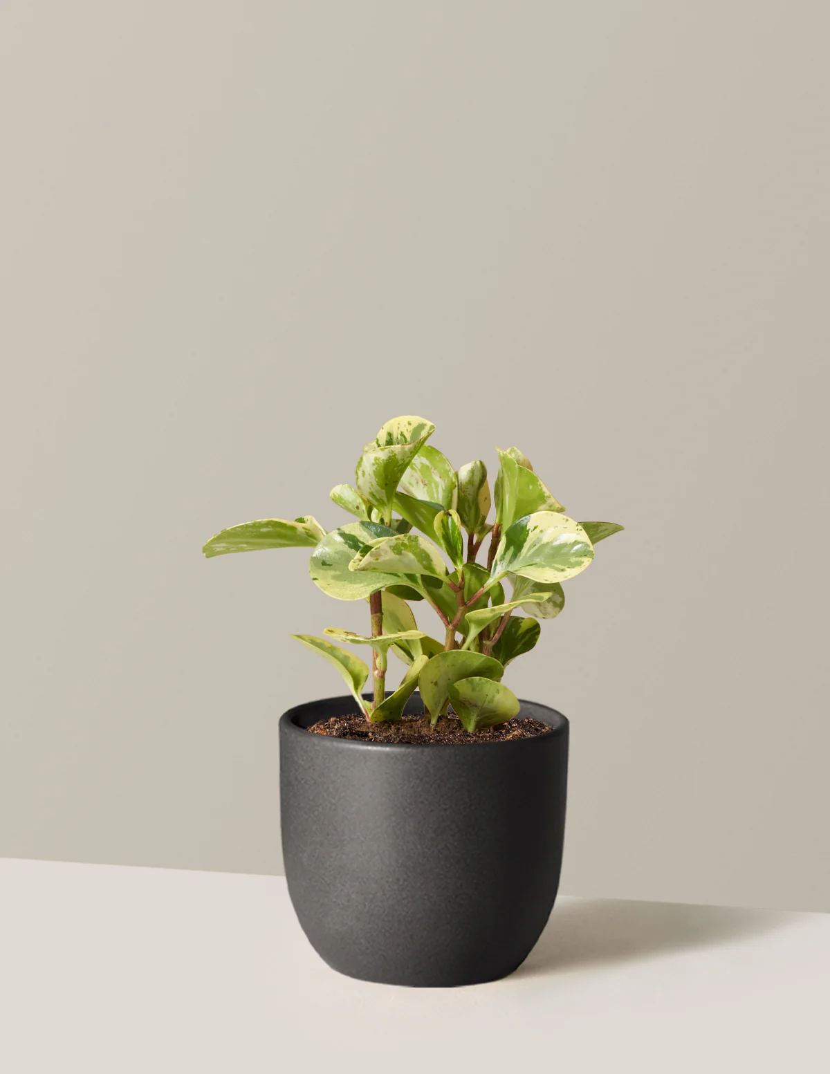 Peperomia Green Gold - Image 7