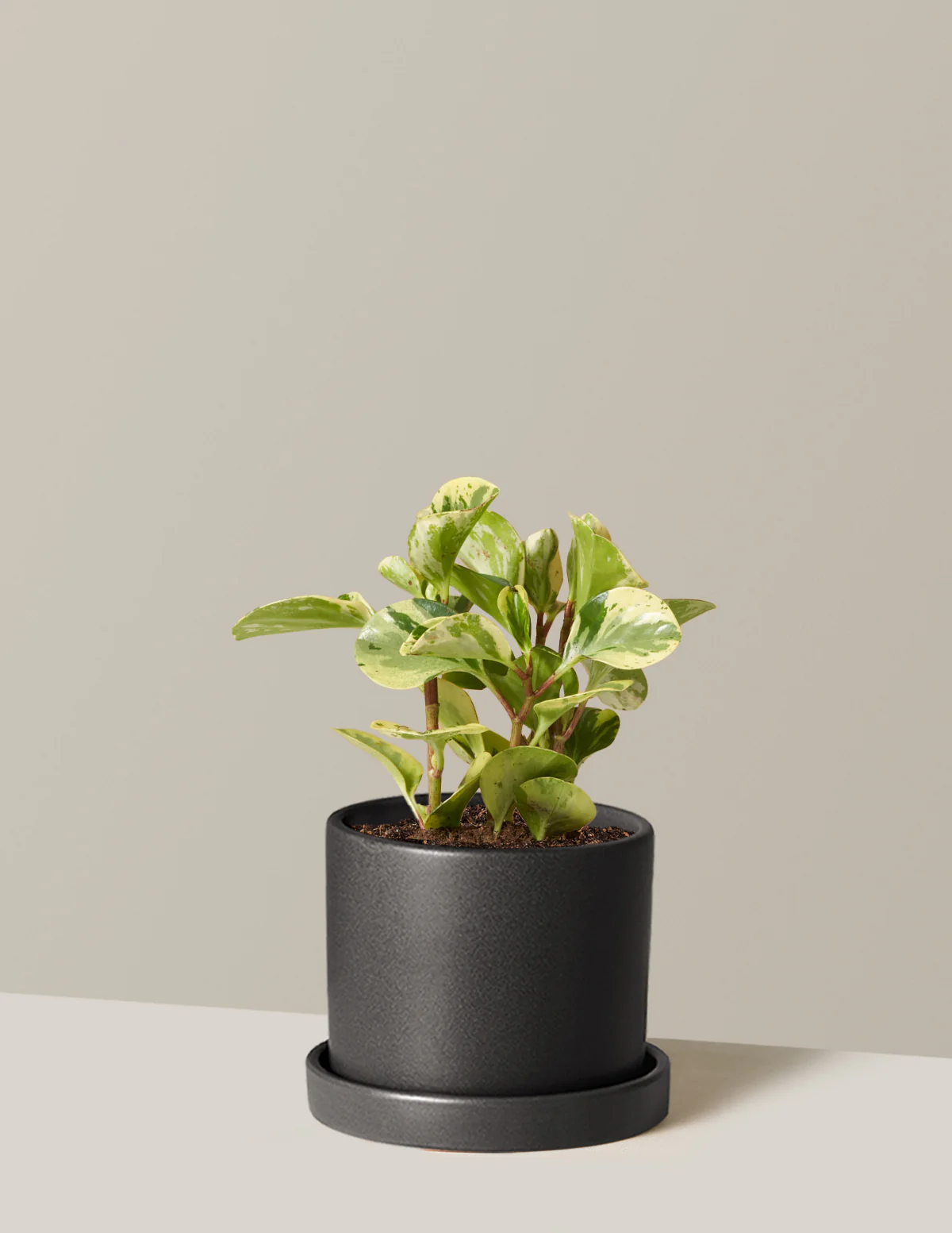 Peperomia Green Gold - Image 9