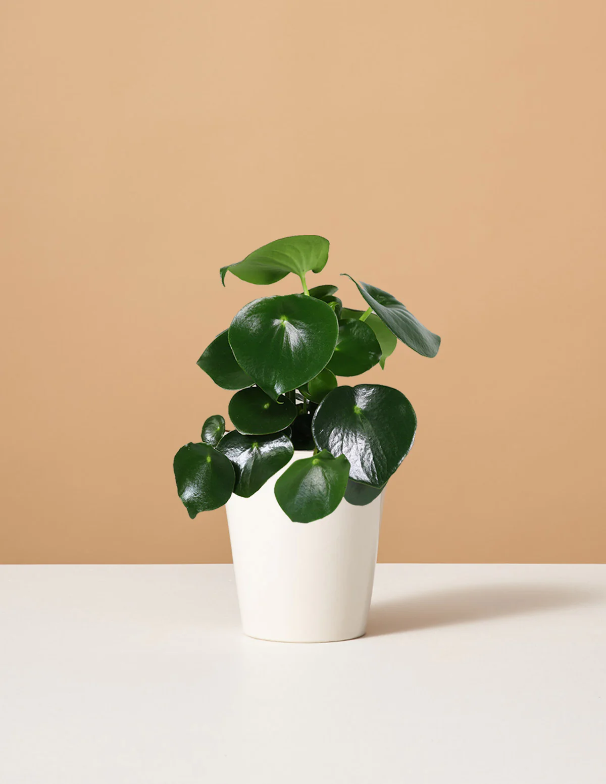 Peperomia Raindrop - Image 3