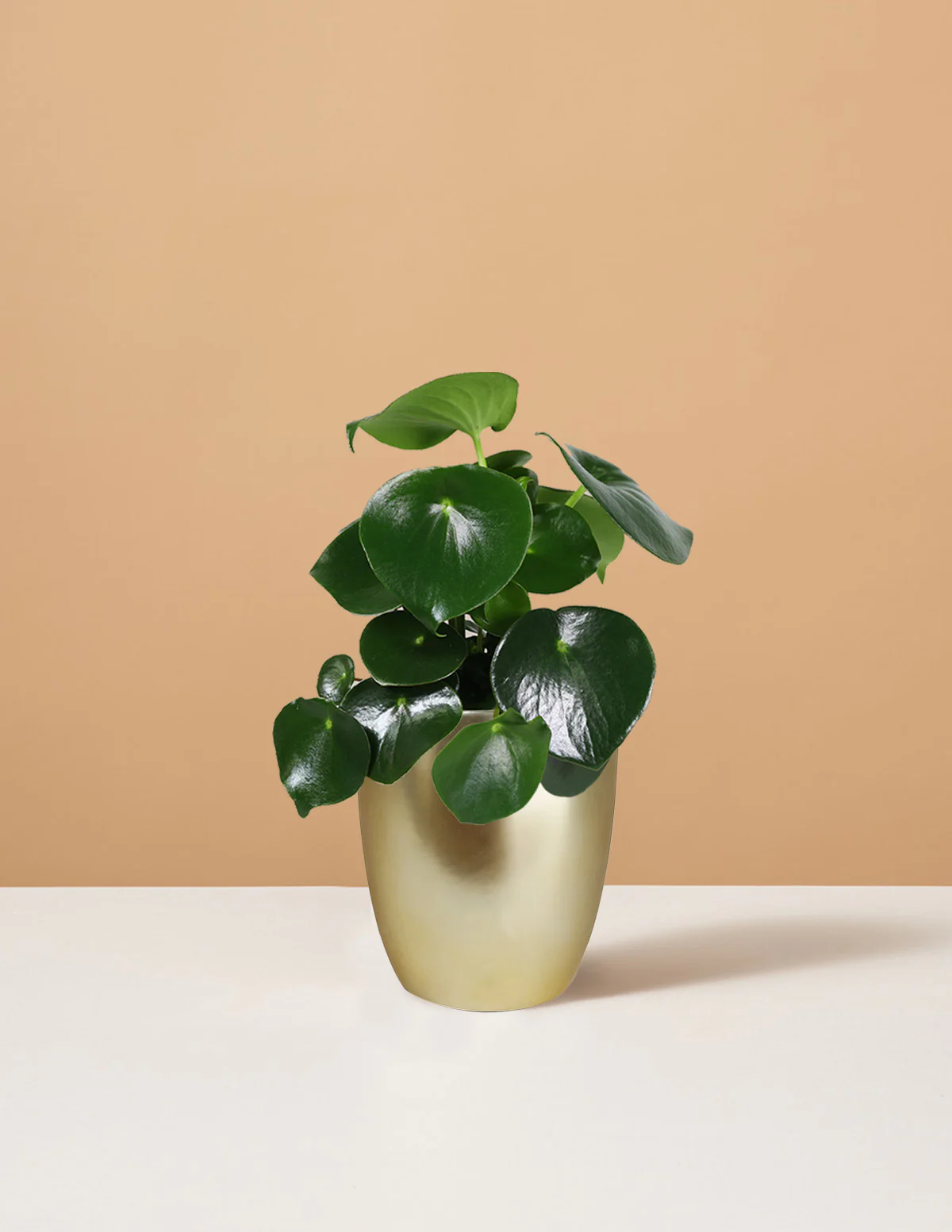 Peperomia Raindrop - Image 4