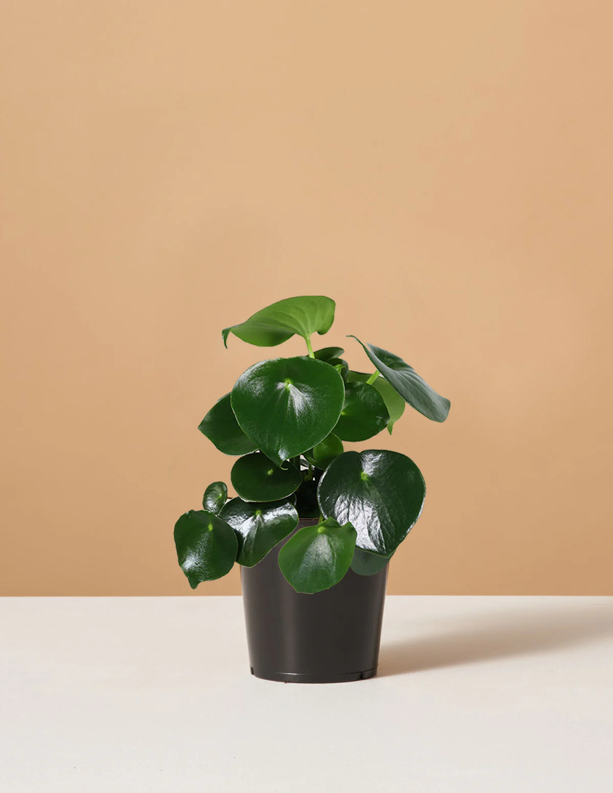 Peperomia Raindrop - Image 5