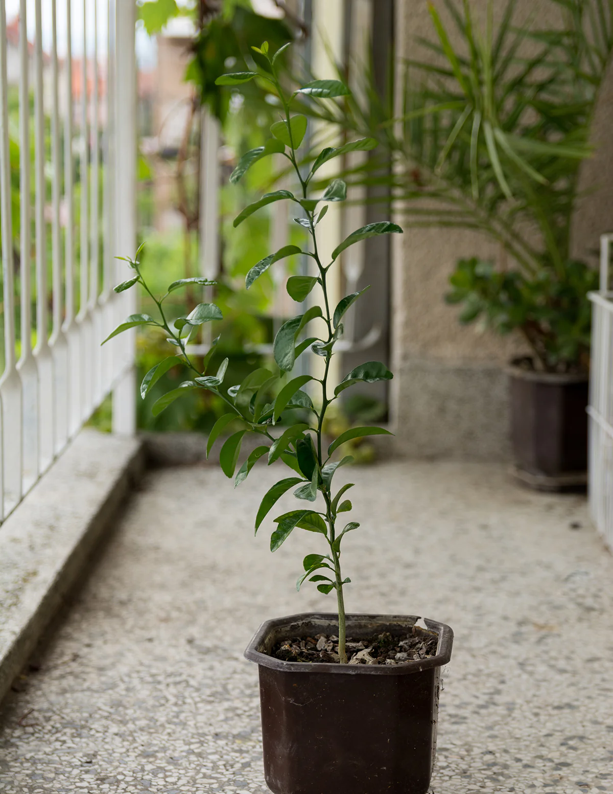 Persian 'Bearss' Lime Tree - Image 3