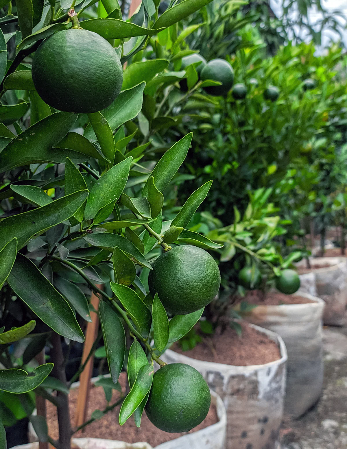 Persian 'Bearss' Lime Tree - Image 4