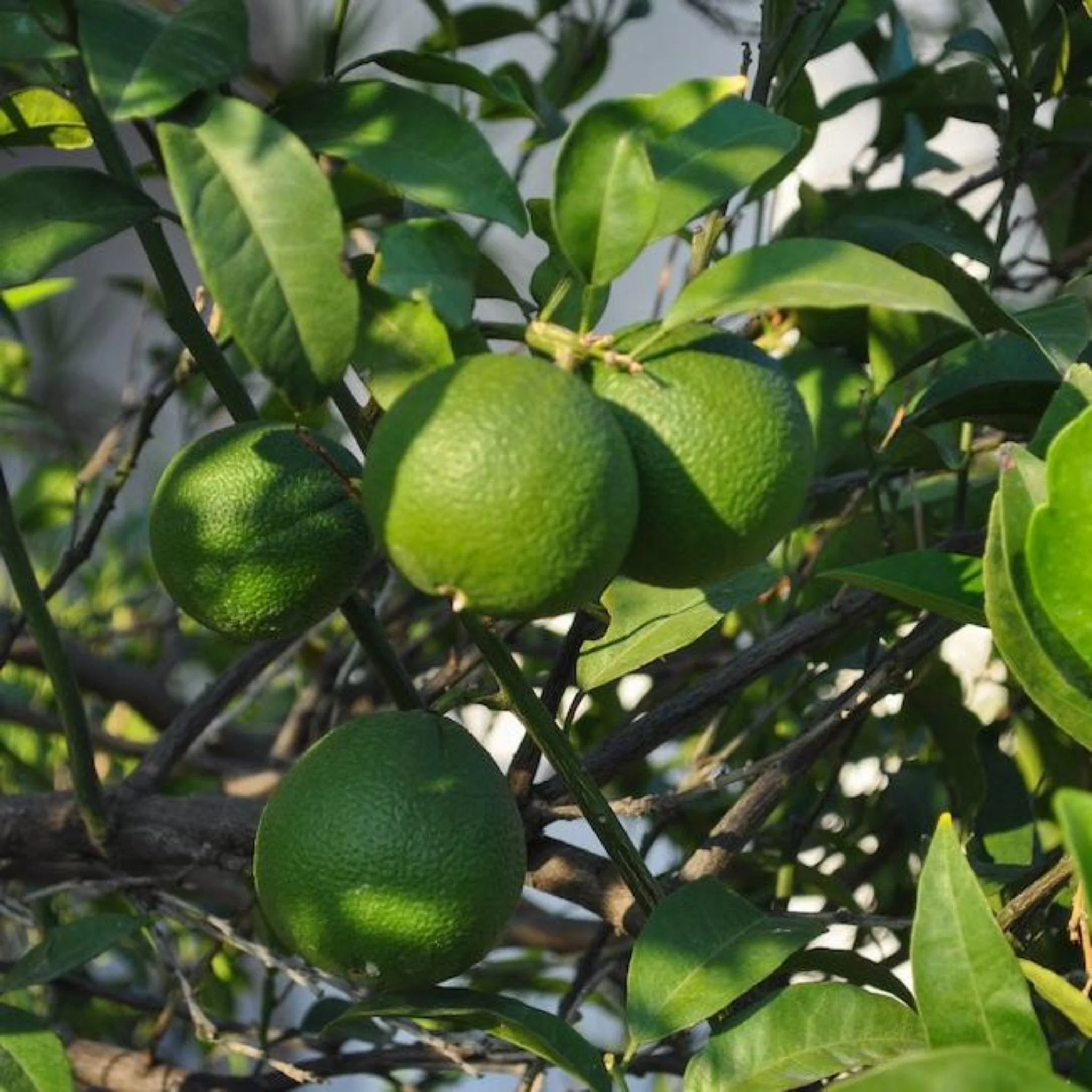 Persian 'Bearss' Lime Tree - Image 5