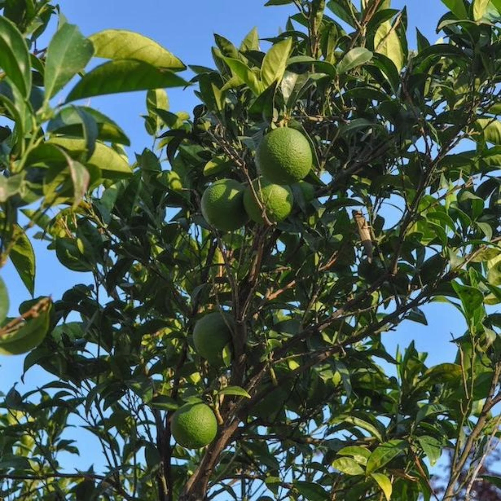Persian 'Bearss' Lime Tree (FL) - Image 4