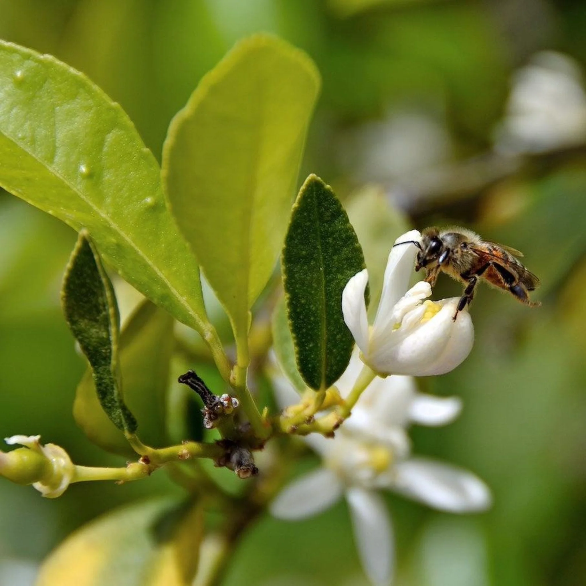 Persian 'Bearss' Lime Tree (FL) - Image 5