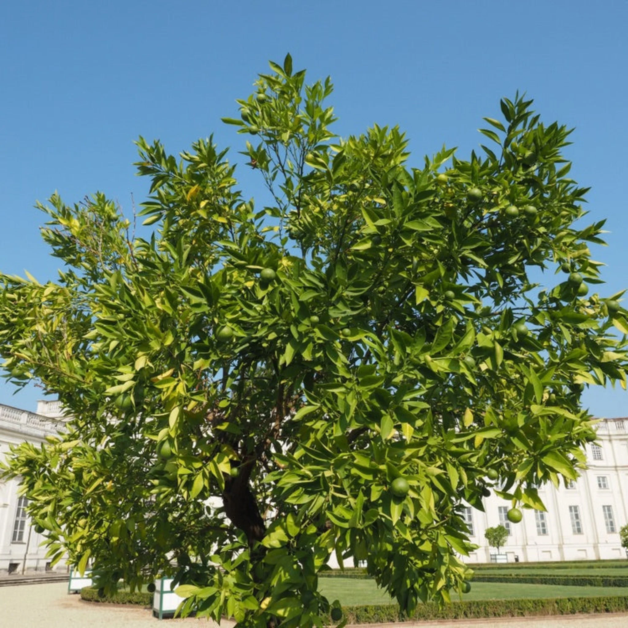 Persian 'Bearss' Lime Tree (FL) - Image 7