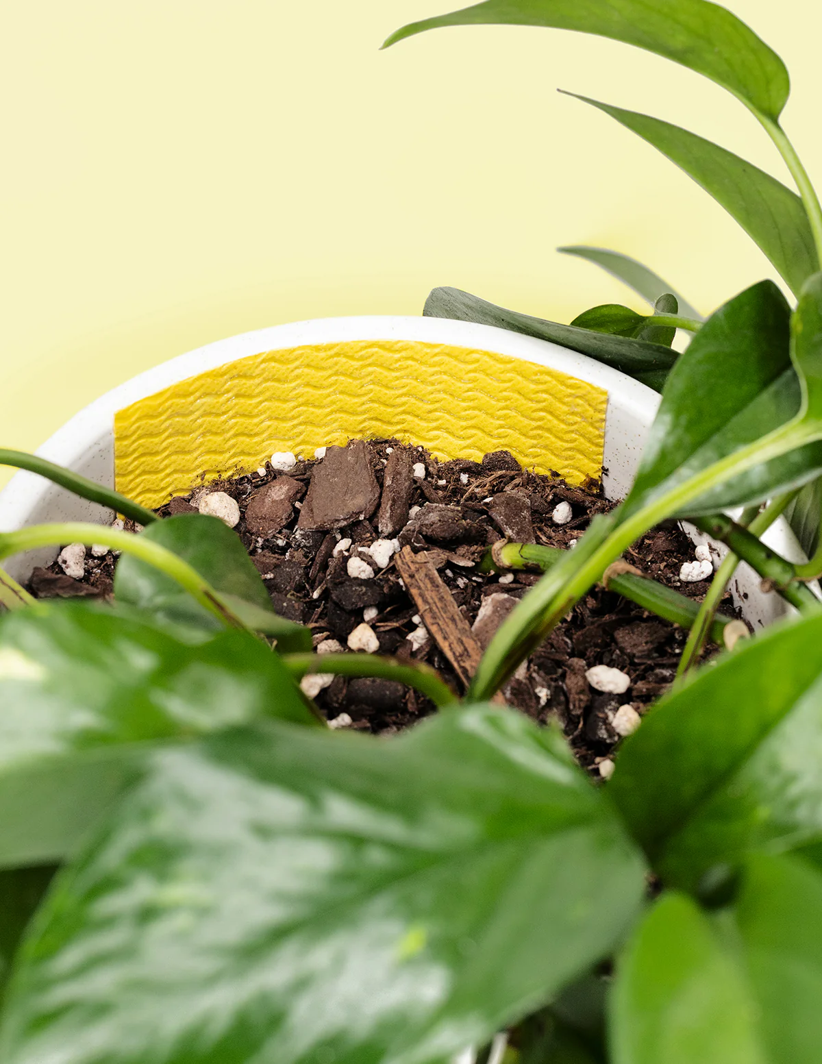 Pest Traps - Image 3