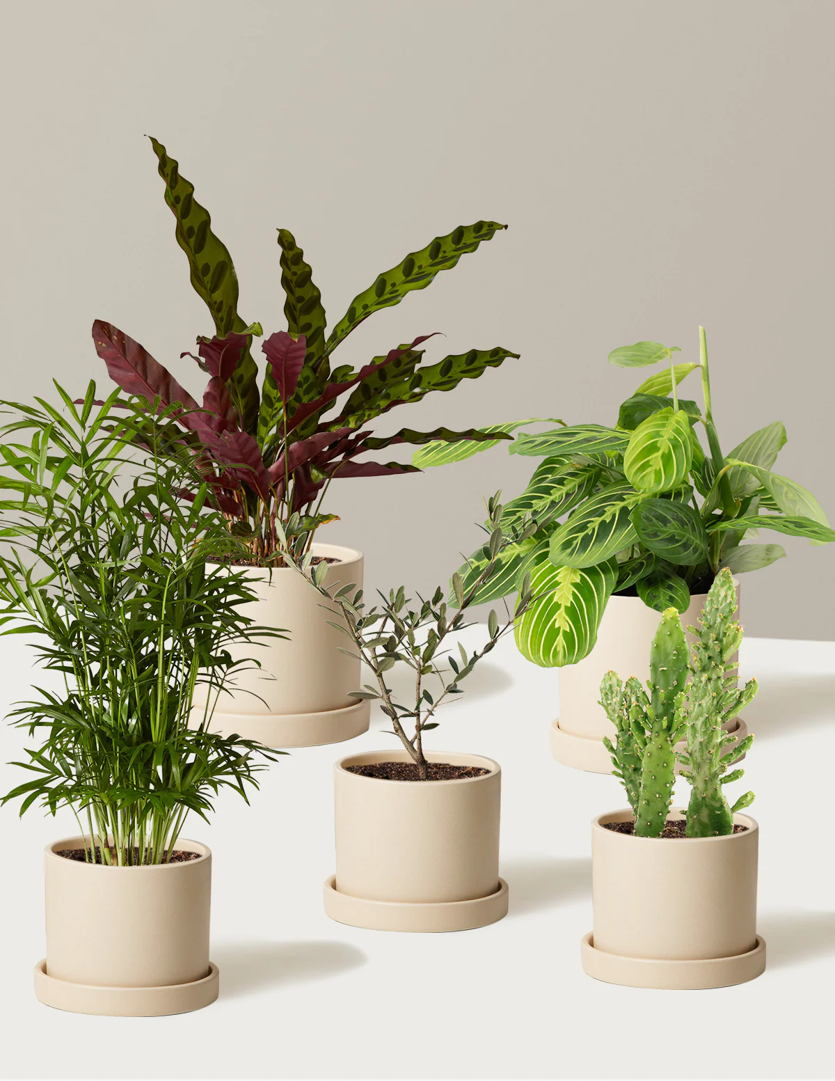 Pet-Friendly Plant Parent Set - Image 10