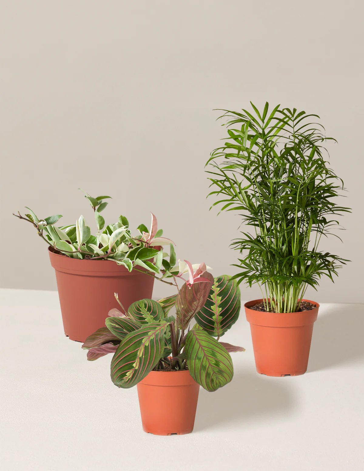 Pet-Friendly Plant Parent Set - Image 2