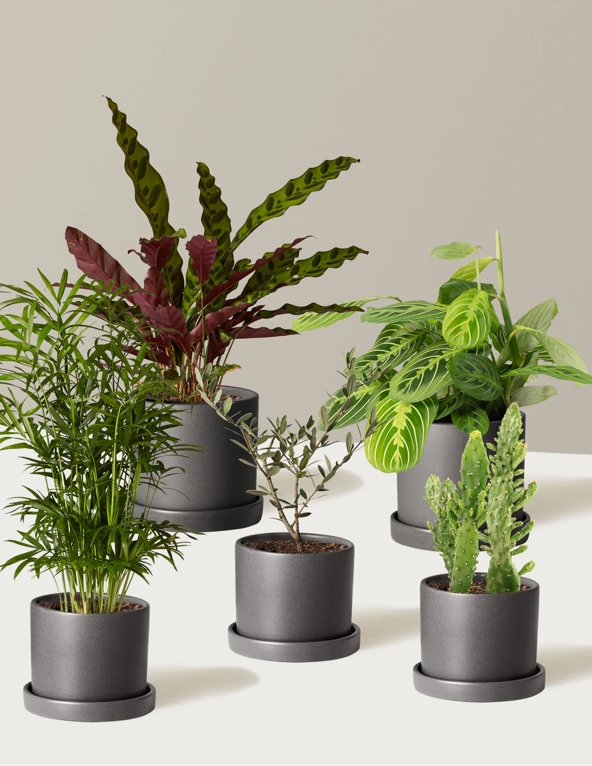 Pet-Friendly Plant Parent Set - Image 3
