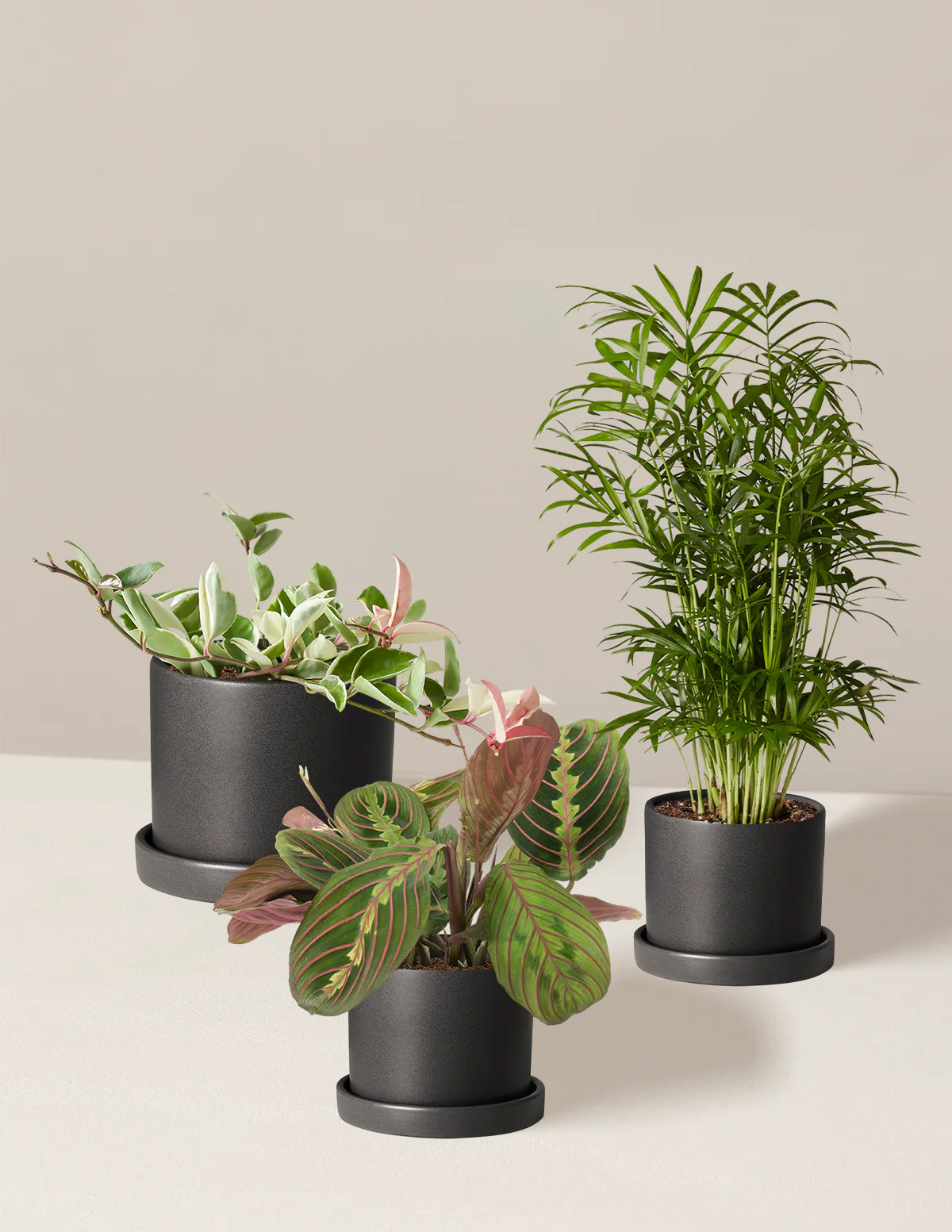 Pet-Friendly Plant Parent Set - Image 4