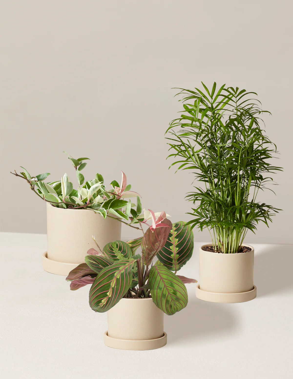 Pet-Friendly Plant Parent Set - Image 5