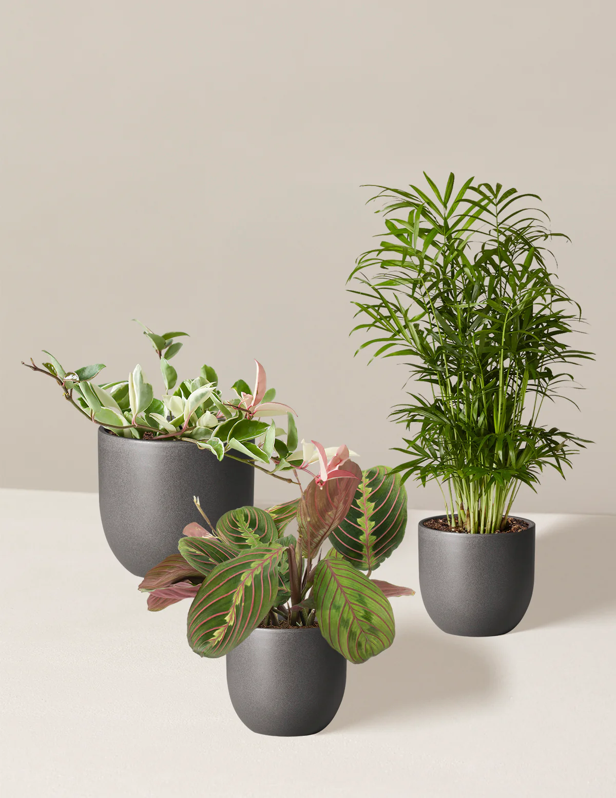Pet-Friendly Plant Parent Set - Image 6