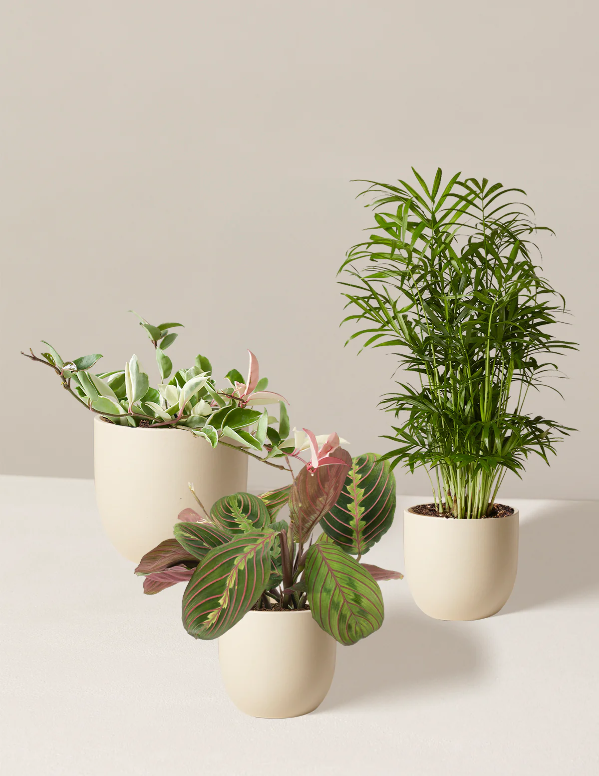 Pet-Friendly Plant Parent Set - Image 7