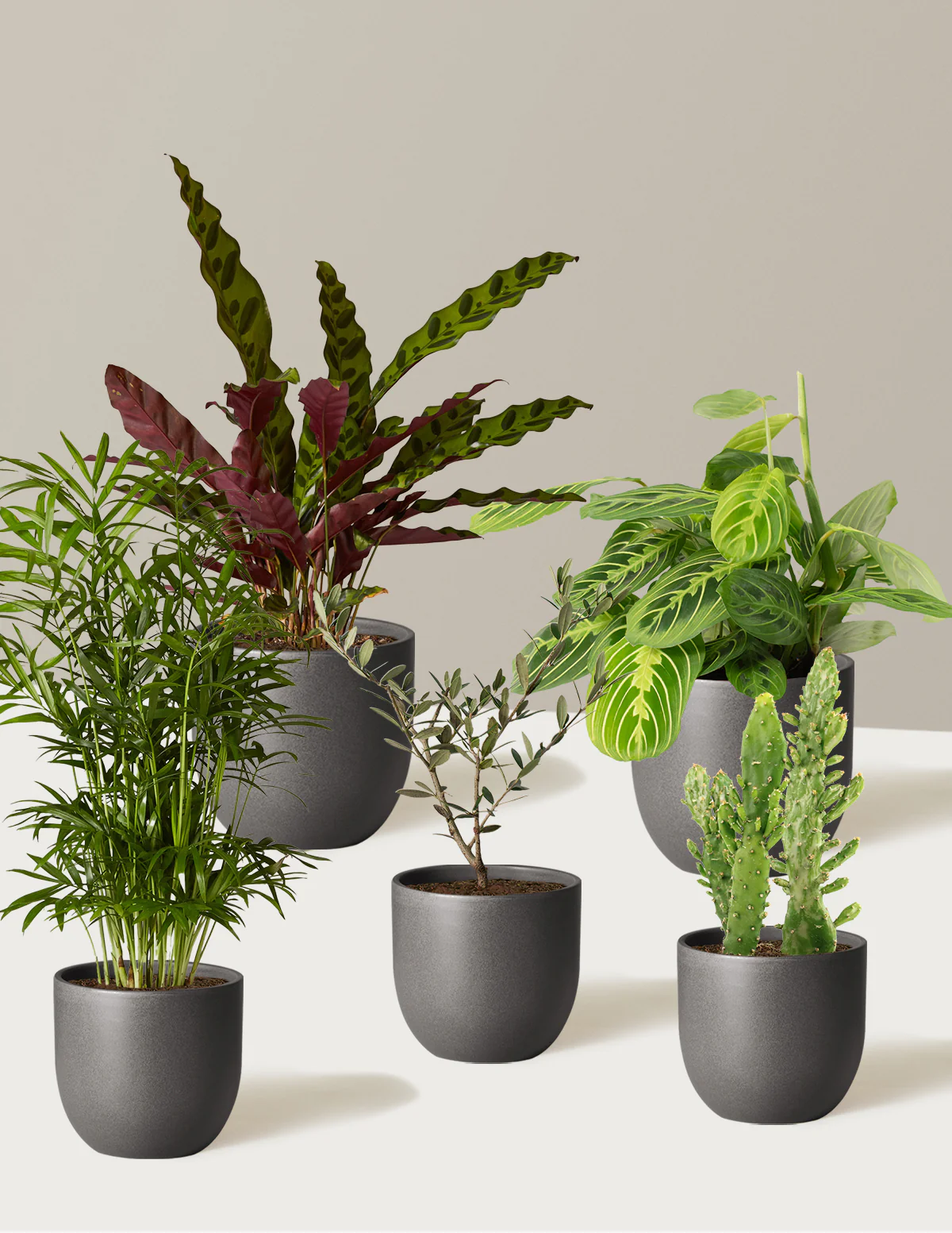 Pet-Friendly Plant Parent Set - Image 8