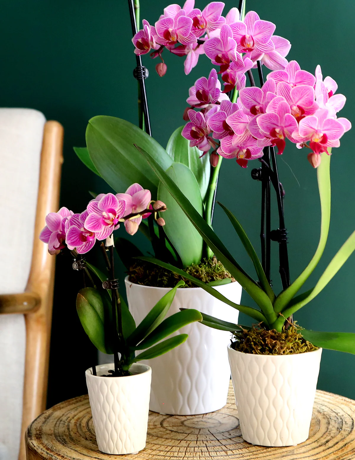 Petite Pink Orchid - Image 3