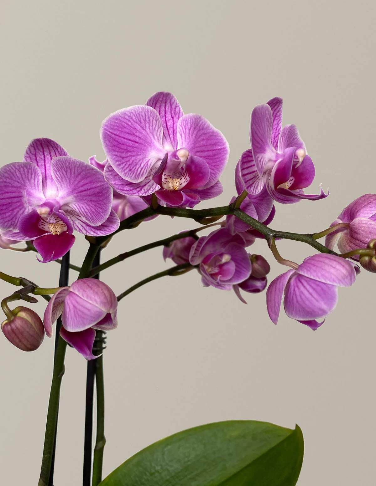 Petite Pink Orchid - Image 6