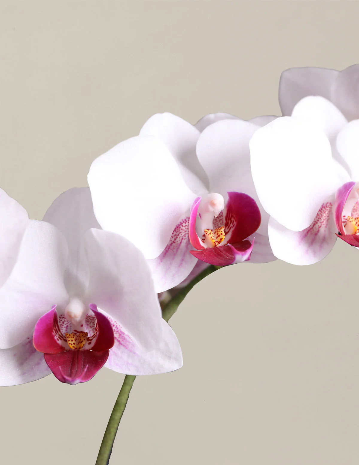 Petite White Orchid - Image 3