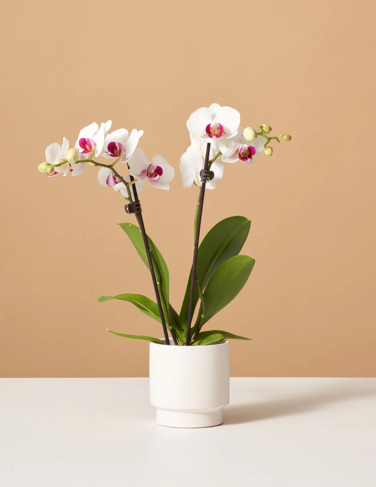 Petite White Orchid - Image 4