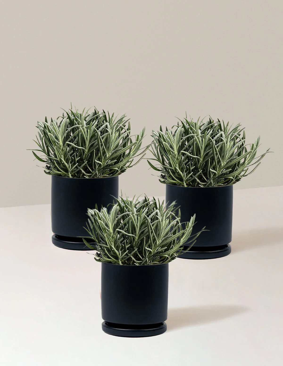 Phenomenal™ Lavender Plant - Image 10