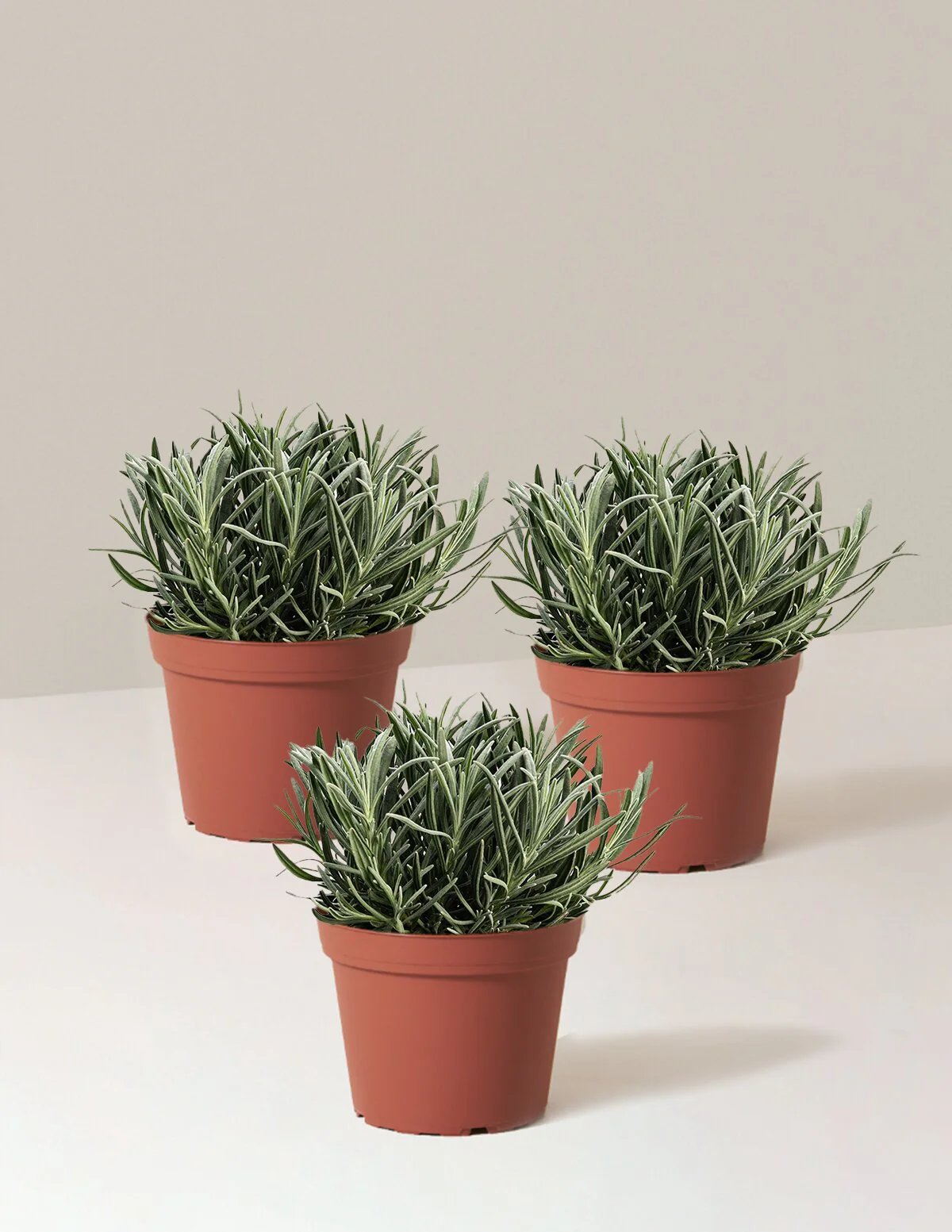 Phenomenal™ Lavender Plant - Image 11