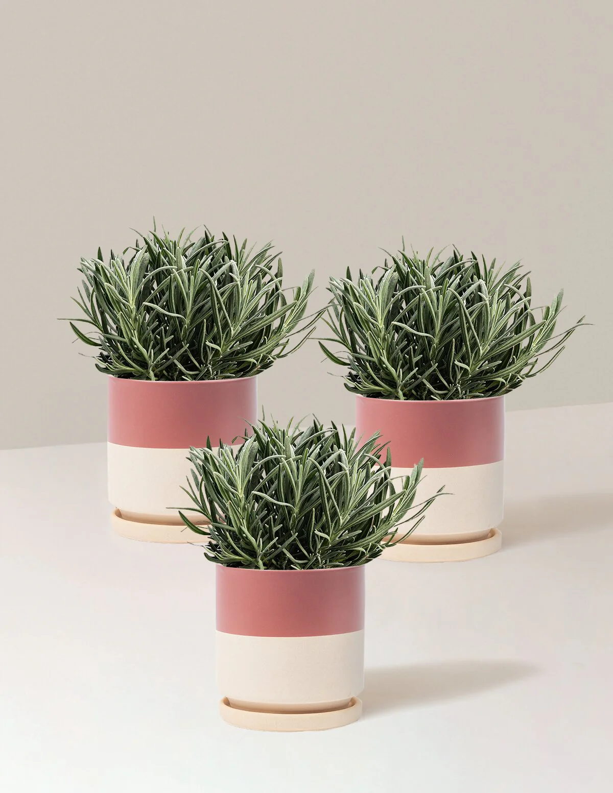 Phenomenal™ Lavender Plant - Image 12