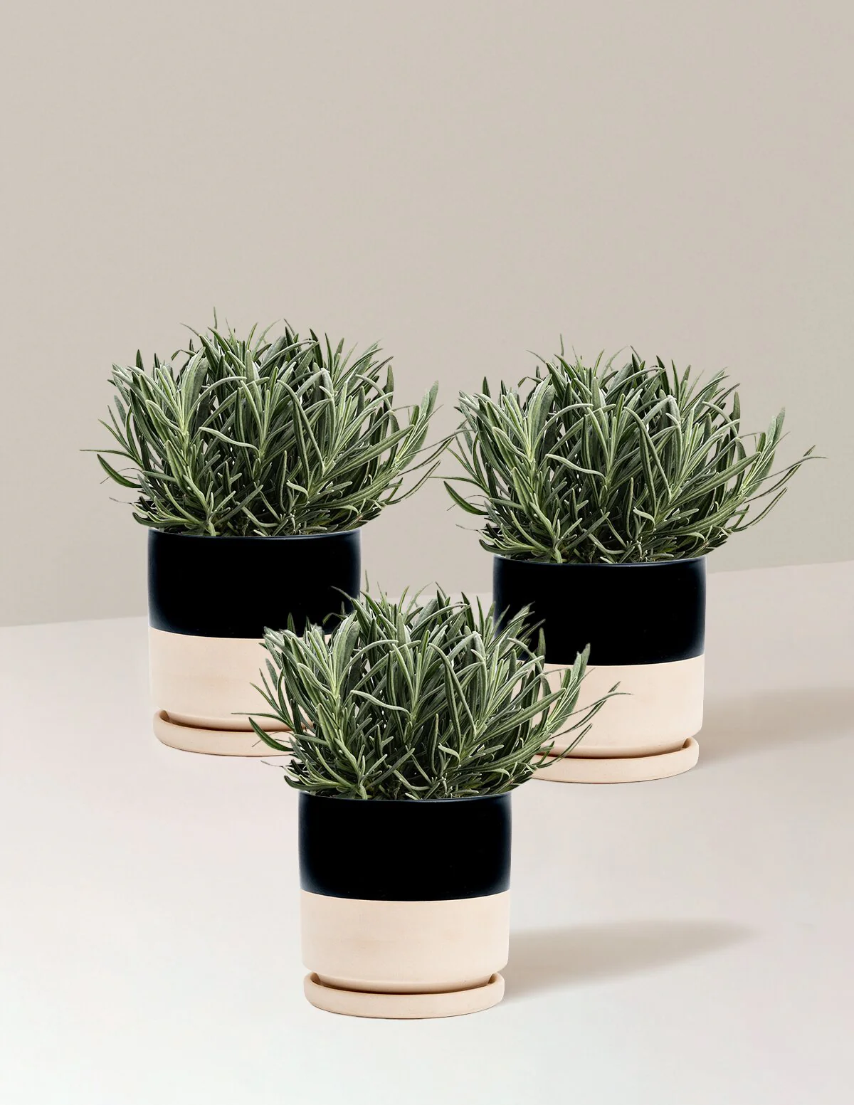Phenomenal™ Lavender Plant - Image 13