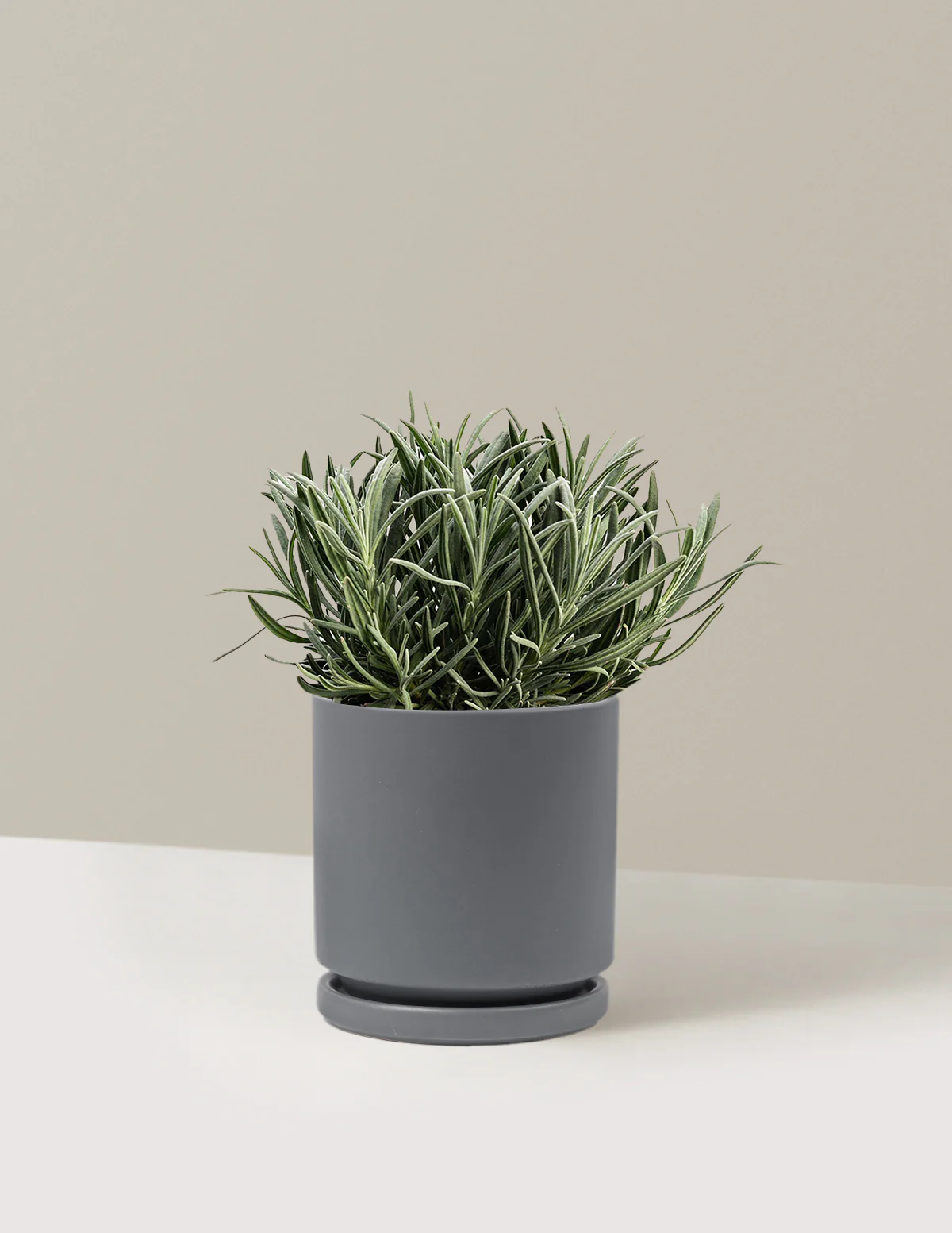Phenomenal™ Lavender Plant - Image 2