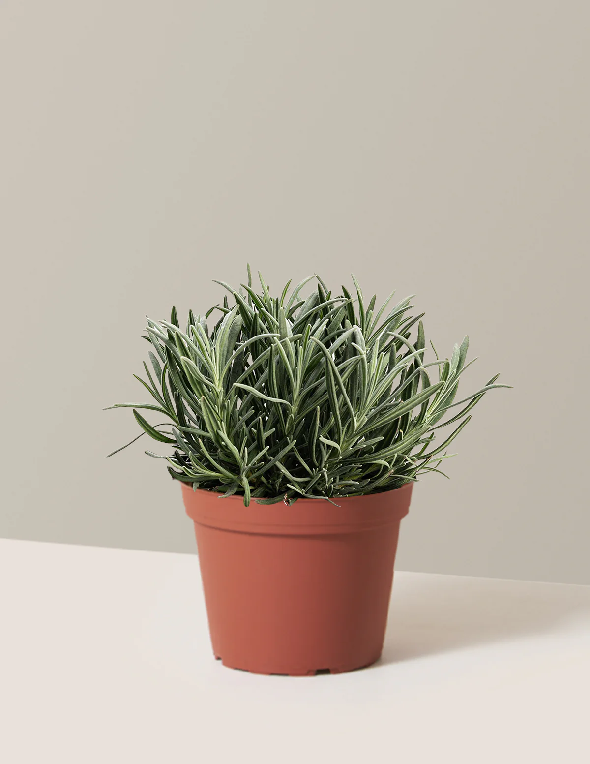 Phenomenal™ Lavender Plant - Image 3