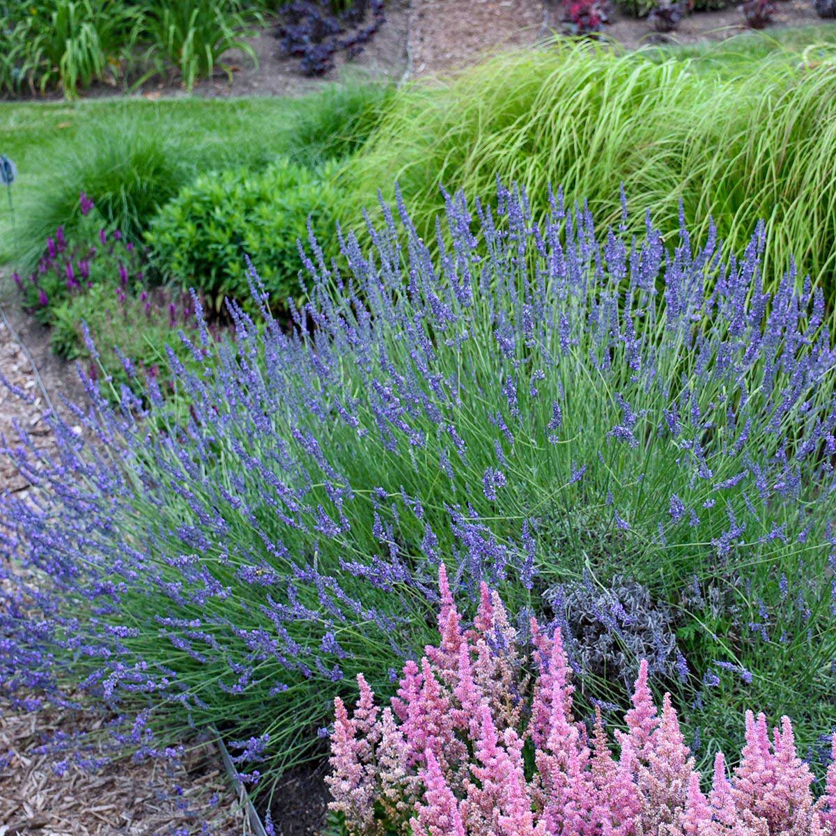 Phenomenal™ Lavender Plant - Image 4
