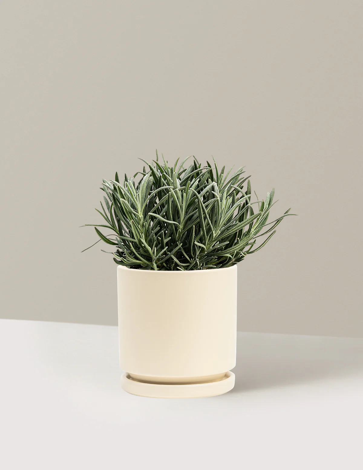 Phenomenal™ Lavender Plant - Image 5
