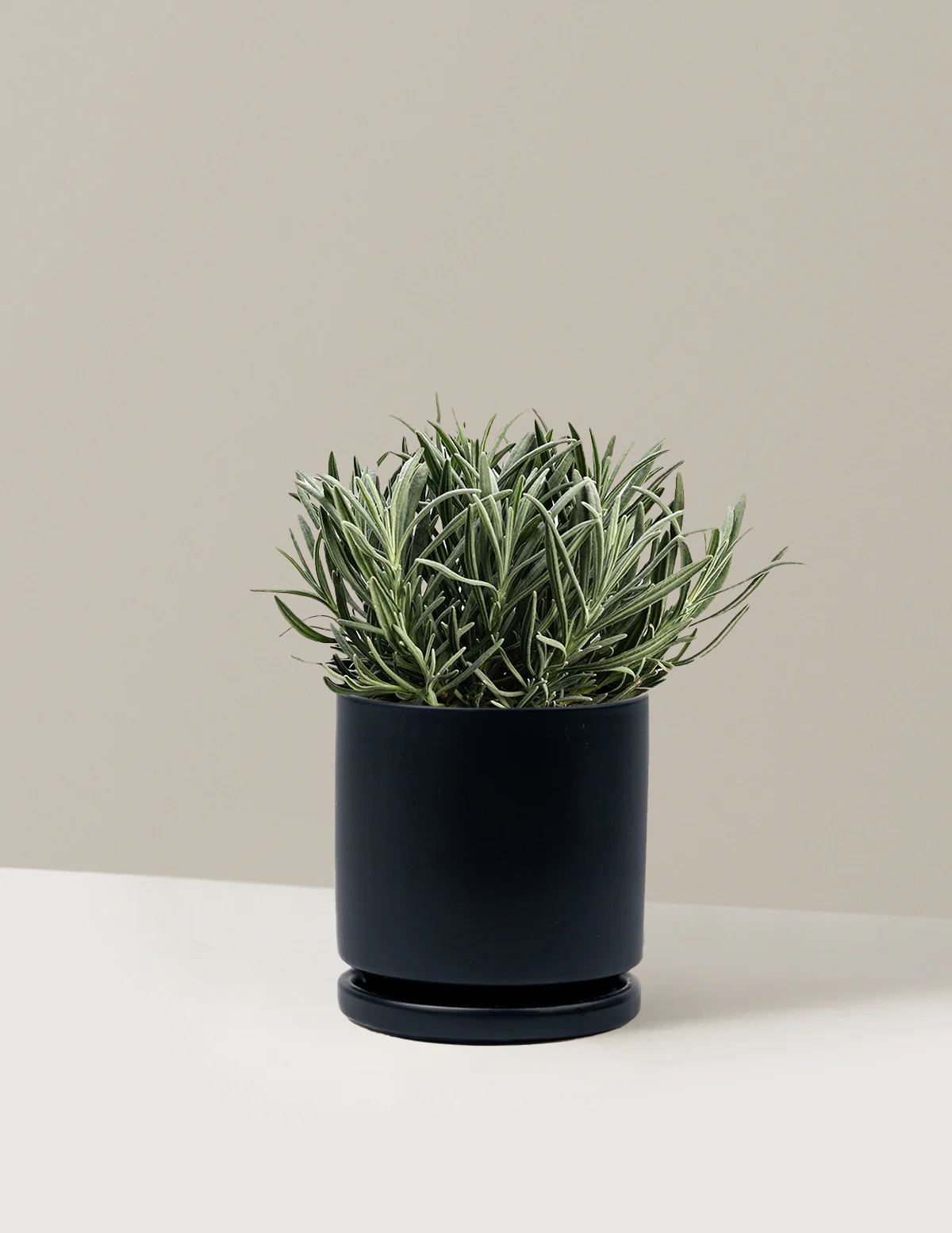 Phenomenal™ Lavender Plant - Image 7