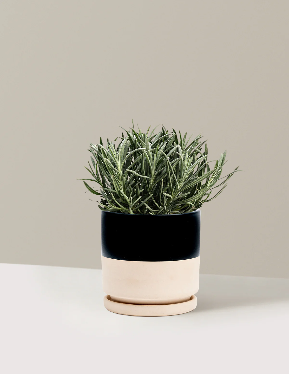 Phenomenal™ Lavender Plant - Image 8