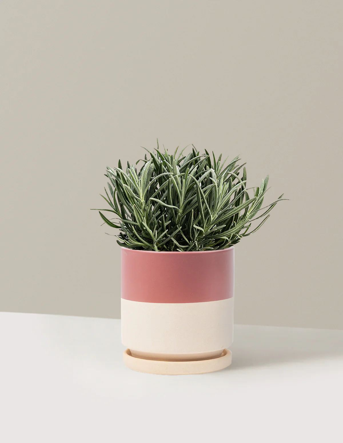 Phenomenal™ Lavender Plant - Image 9