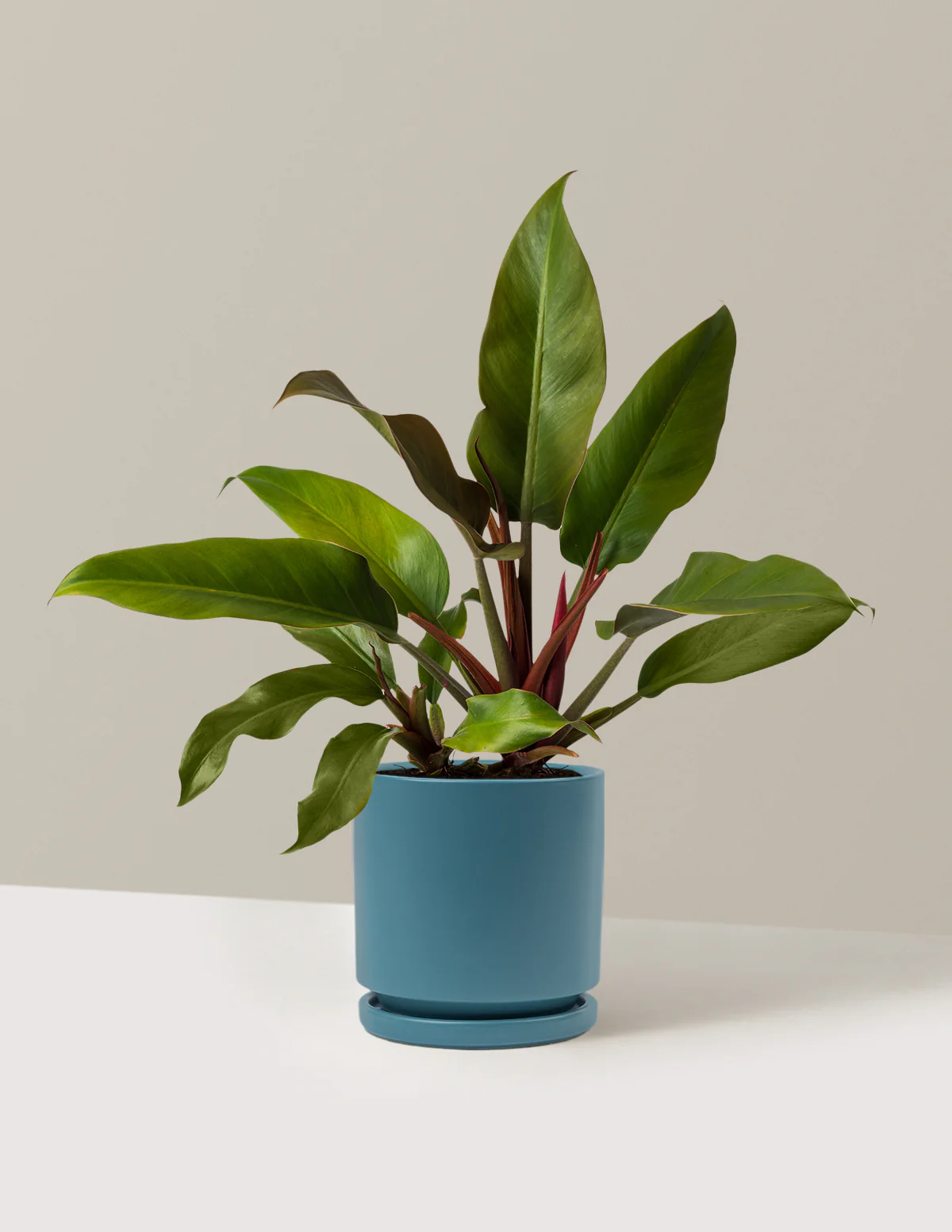 Philodendron Autumn - Image 10