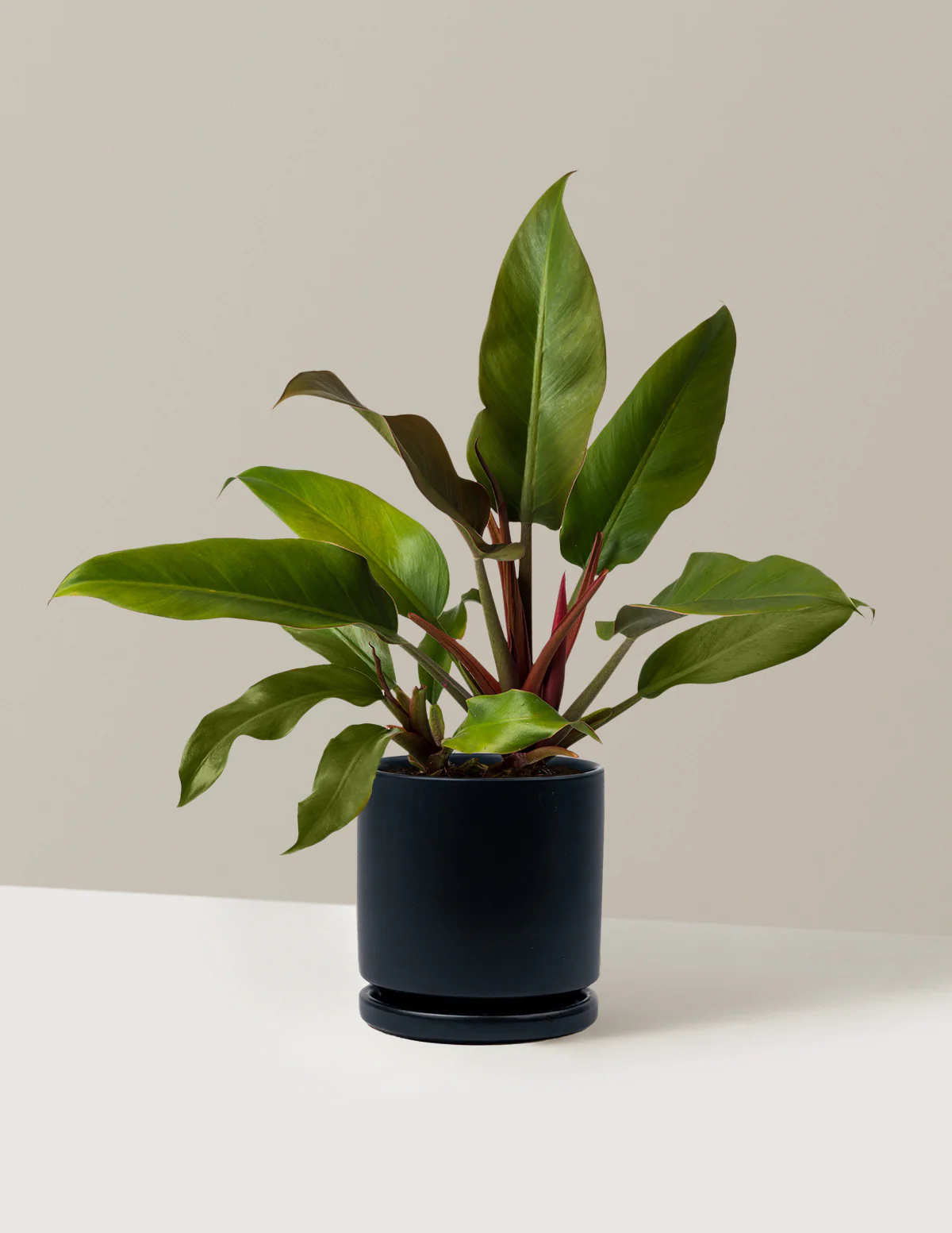 Philodendron Autumn - Image 11