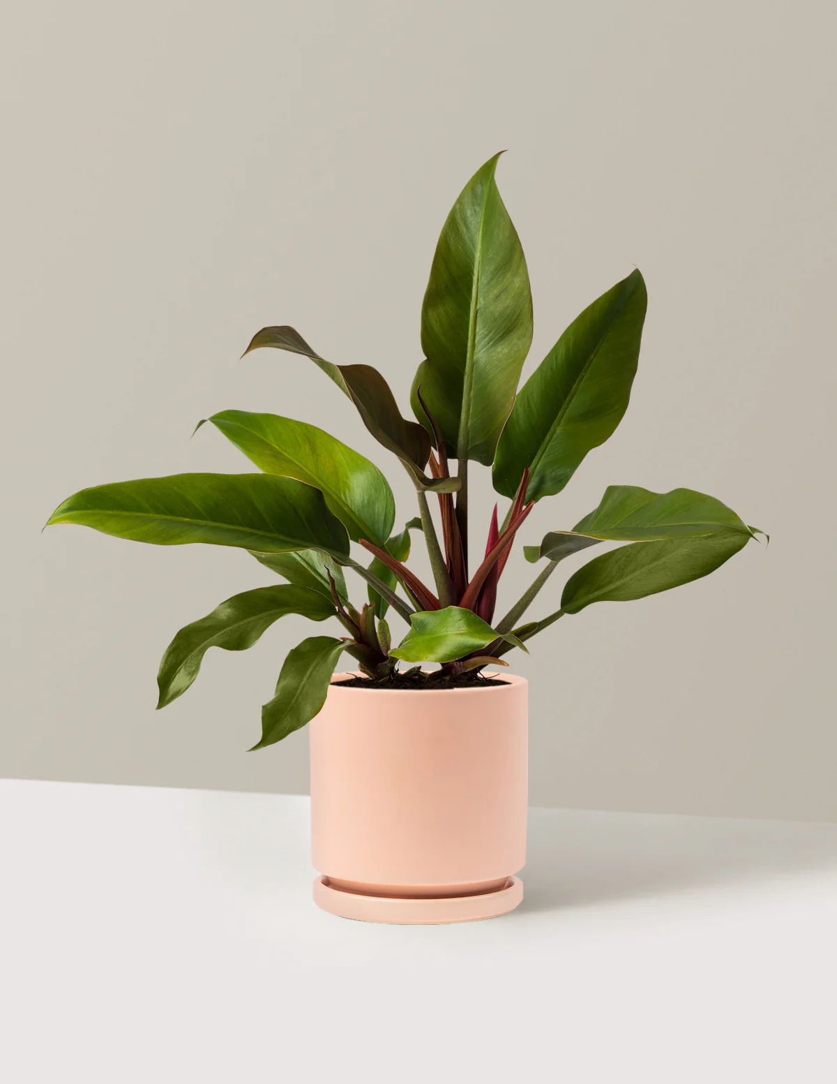 Philodendron Autumn - Image 12