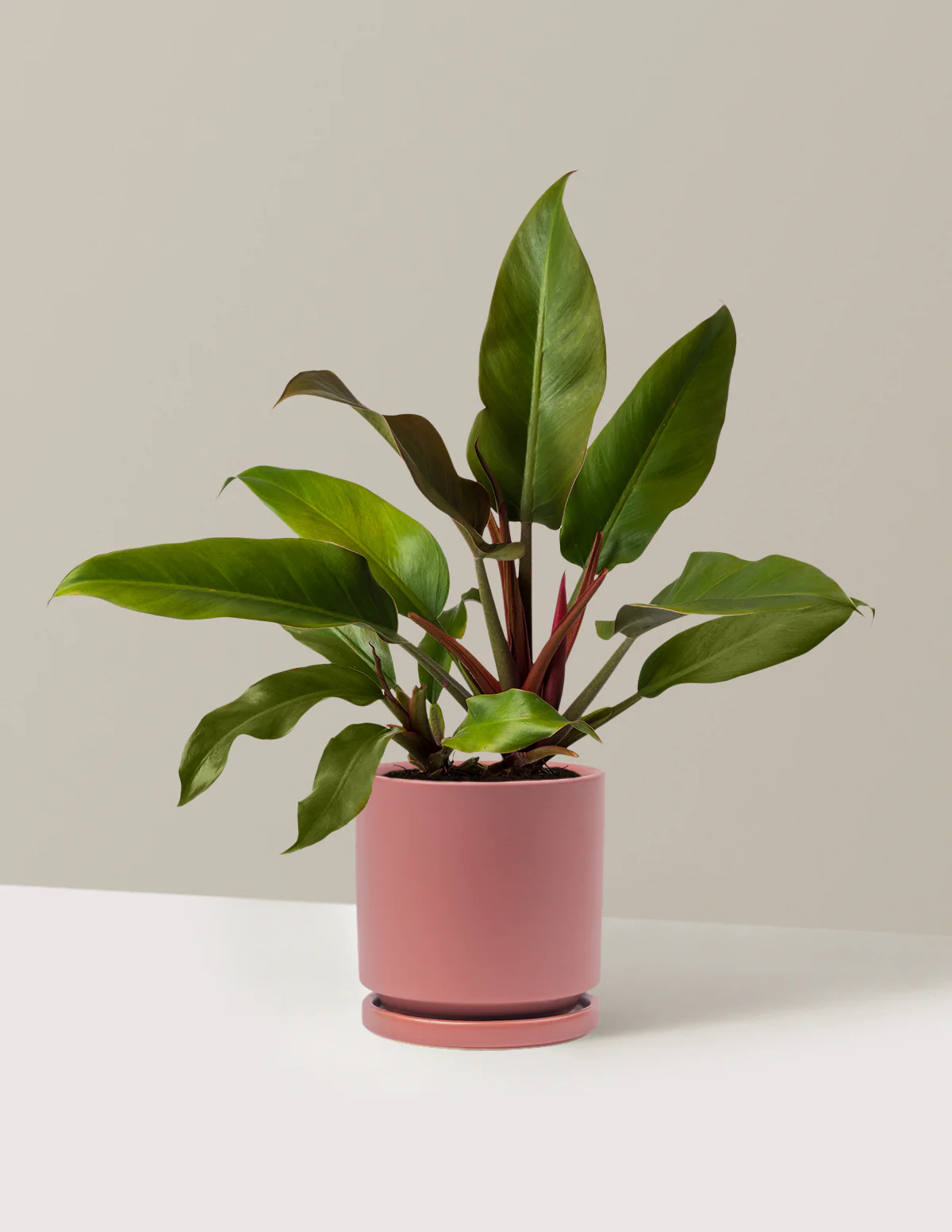 Philodendron Autumn - Image 13
