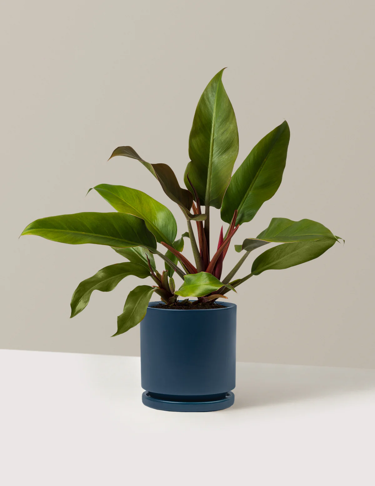 Philodendron Autumn - Image 14