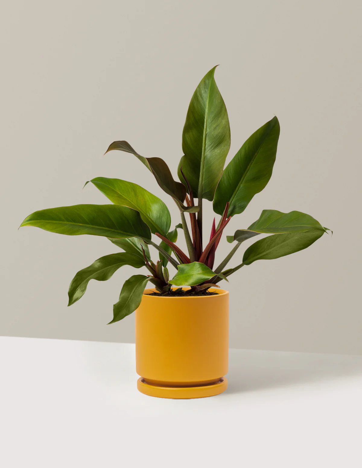 Philodendron Autumn - Image 15