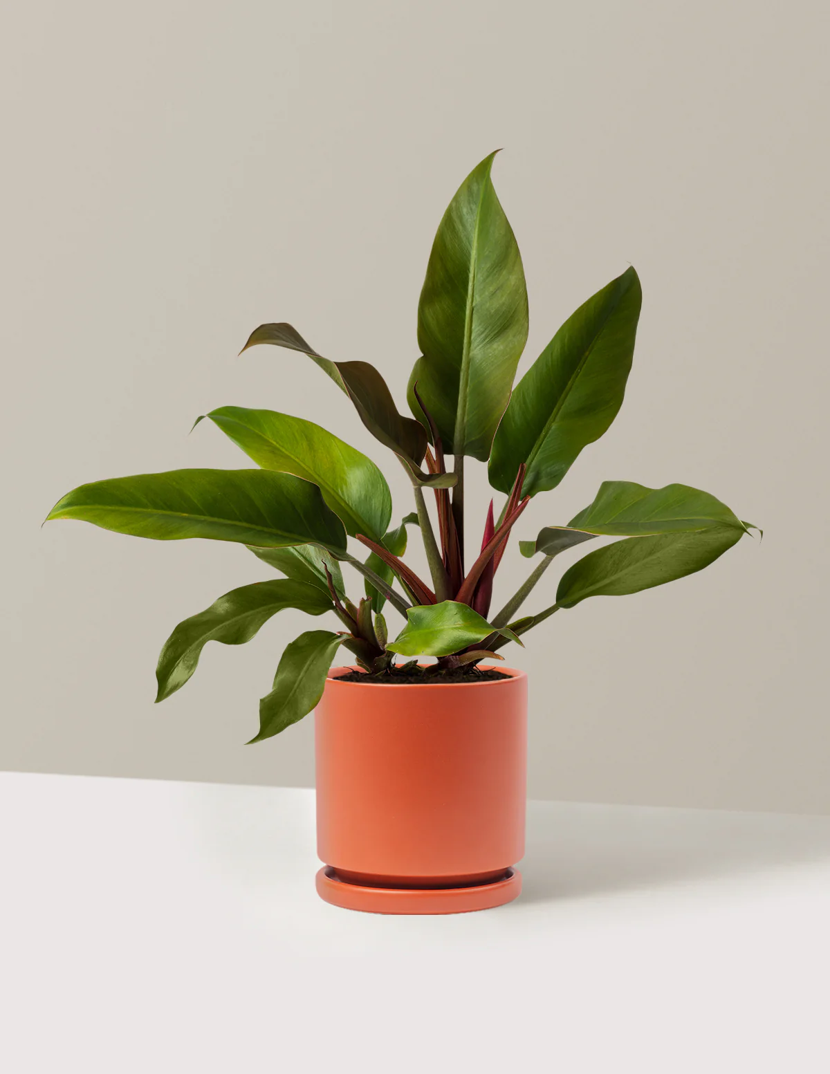 Philodendron Autumn - Image 16